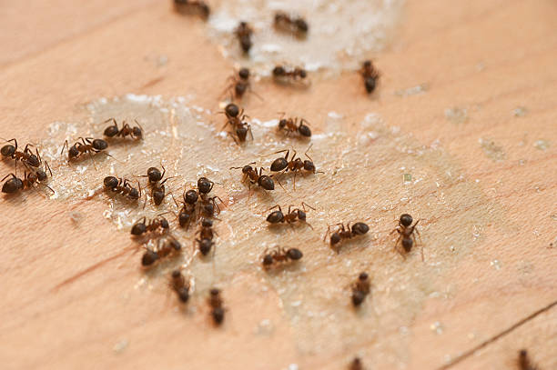 Best Pest Control for Restaurants  in South Pasadena, CA
