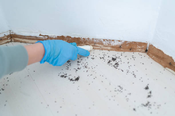 Pest Control Cost in South Pasadena, CA